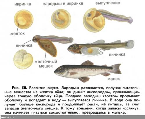 Икра малек рыба схема для детей